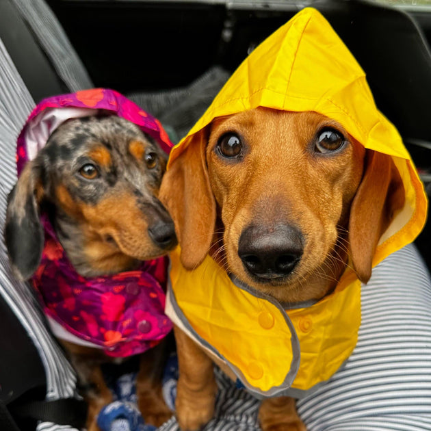 Lola and Norm, office dogs